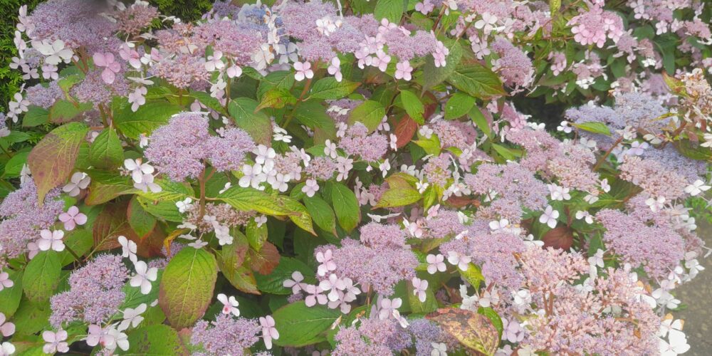 Hortenisiamacrophylla
